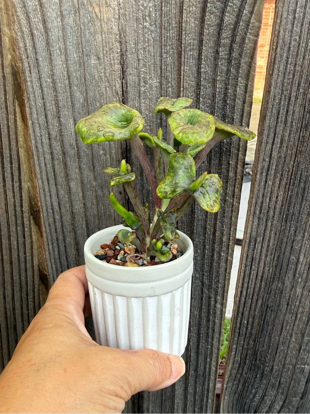 Kalanchoe Angel Trumpet in Mini ribbed pot Rare Succulent Plant